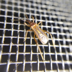 Oncerotrachelus