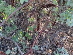 Arctostaphylos silvicola