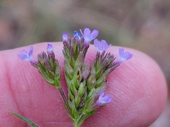 Verbena brasiliensis