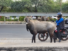 Boselaphus tragocamelus