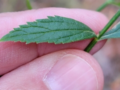 Verbena brasiliensis