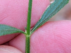 Verbena brasiliensis