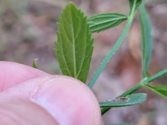 Verbena brasiliensis