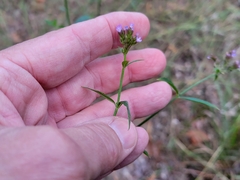 Verbena brasiliensis