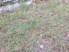 Verbena brasiliensis