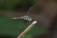 Brachydiplax farinosa