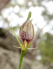 Cryptostylis erecta