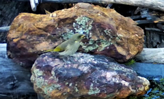 Ptilotula fusca