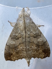 Ephoria lybia