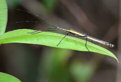 Paraphasma sooretama