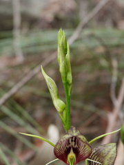 Cryptostylis erecta