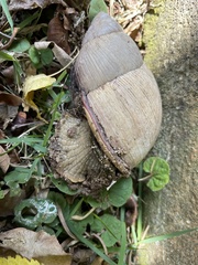 Megalobulimus