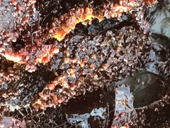 Chondracanthus exasperatus