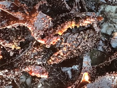 Chondracanthus exasperatus