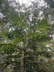 Athertonia diversifolia