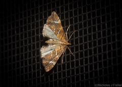Musotima nitidalis
