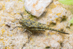 Scelimena gombakensis