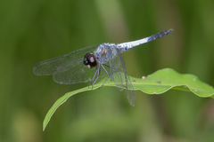 Brachydiplax farinosa