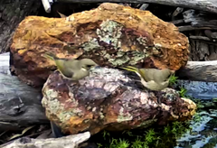 Ptilotula fusca
