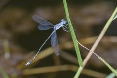 Lestes praemorsus