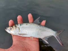 Megalops cyprinoides