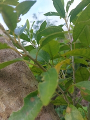 Melicytus ramiflorus