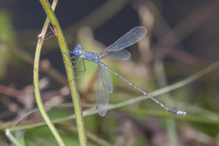 Lestes praemorsus