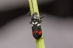 Callitettix versicolor