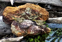 Ptilotula fusca