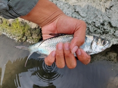 Megalops cyprinoides