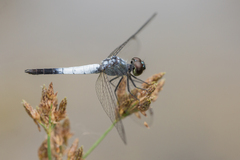 Brachydiplax farinosa