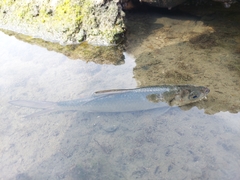 Megalops cyprinoides