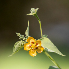 Abutilon trisulcatum