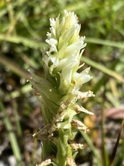 Spiranthes