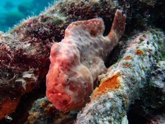 Antennarius multiocellatus