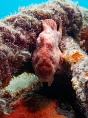 Antennarius multiocellatus