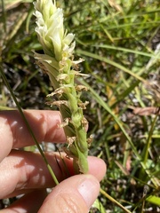 Spiranthes