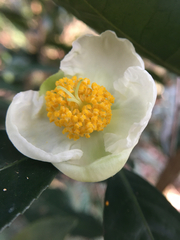 Camellia sinensis