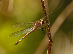 Hemicordulia continentalis