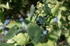 Abutilon trisulcatum