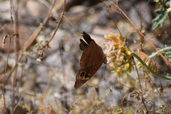 Junonia nigrosuffusa