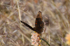Junonia nigrosuffusa