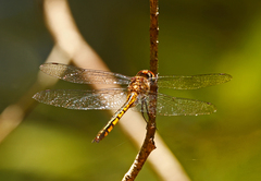 Hemicordulia continentalis