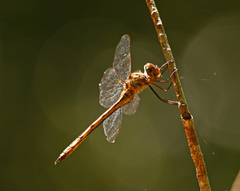 Hemicordulia continentalis