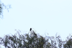 Cynanthus latirostris