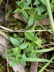 Opercularia ovata