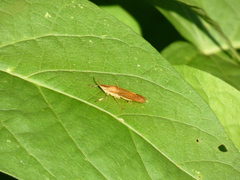 Proconiini