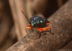 Lampromicra aerea