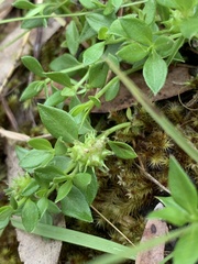 Opercularia ovata