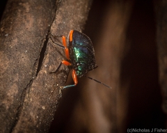 Lampromicra aerea
